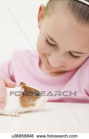 USA, Illinois, Metamora, Portrait of girl (10-11) with guinea pig View Large Photo Image Stock Photograph - USA, Illinois, Metamora, Portrait of girl (10-11) with guinea pig. Fotosearch