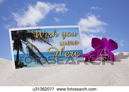 USA, Illinois, Metamora, Post Card and tropical flower in sand on beach View Large Photo Image Stock Photo - USA, Illinois, Metamora, Post Card and tropical flower in sand on beach. Fotosearch