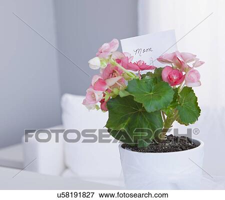USA, Illinois, Metamora, potted plant with gift tag View Large Photo Image Stock Photo - USA, Illinois, Metamora, potted plant with gift tag. Fotosearch
