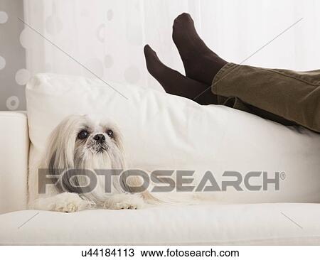 Stock Image - USA, Illinois, Metamora, Senior woman sitting on sofa with dog. Fotosearch