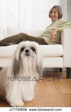 USA, Illinois, Metamora, Senior woman sitting on sofa while dog sitting on floor View Large Photo Image Stock Photo - USA, Illinois, Metamora, Senior woman sitting on sofa while dog sitting on floor. Fotosearch