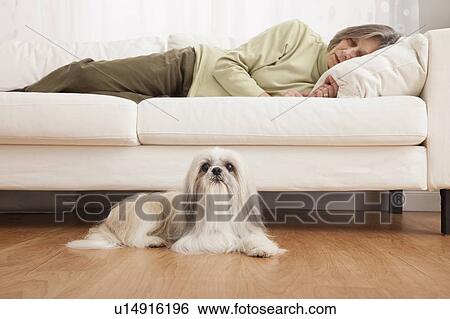 Stock Photograph - USA, Illinois, Metamora, Senior woman sleeping on sofa while dog sitting on floor. Fotosearch
