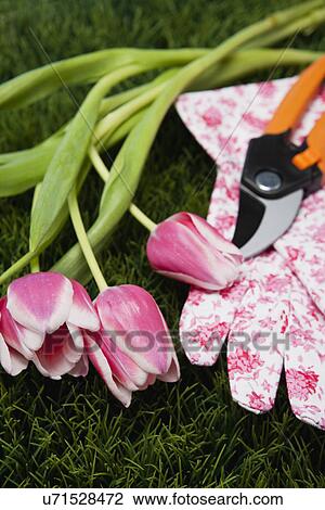 Stock Image - USA, Illinois, Metamora, Shears, gardening gloves and tulips on lawn. Fotosearch