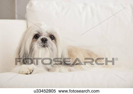 USA, Illinois, Metamora, Shih tzu resting on sofa View Large Photo Image Stock Photography - USA, Illinois, Metamora, Shih tzu resting on sofa. Fotosearch