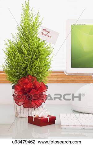Stock Image - USA, Illinois, Metamora, Small cypress tree with red ribbon. Fotosearch