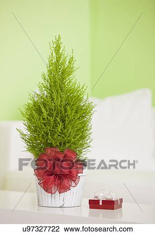 Stock Image - USA, Illinois, Metamora, Small cypress tree with red ribbon. Fotosearch