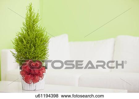 Stock Photo - USA, Illinois, Metamora, Small cypress tree with red ribbon. Fotosearch