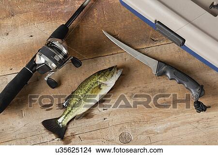 Picture - USA, Illinois, Metamora, Spotted bass (Micropterus punctulatus), fishing rod and knife on wooden table. Fotosearch