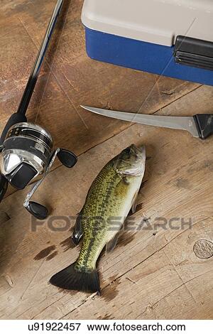 Stock Photo - USA, Illinois, Metamora, Spotted bass (Micropterus punctulatus), fishing rod and knife on wooden table. Fotosearch