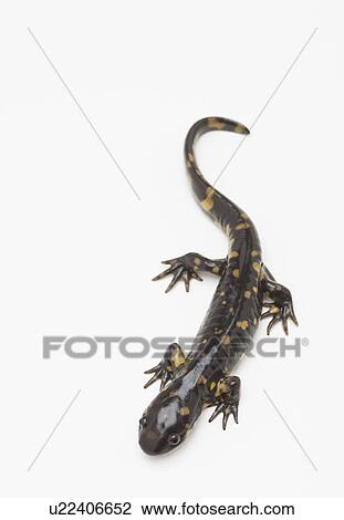USA, Illinois, Metamora, studio shot of salamander View Large Photo Image Stock Image - USA, Illinois, Metamora, studio shot of salamander. Fotosearch