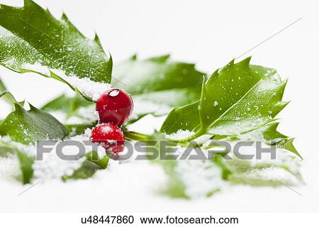 USA, Illinois, Metamora, Studio shot of holly covered with snow View Large Photo Image Stock Image - USA, Illinois, Metamora, Studio shot of holly covered with snow. Fotosearch