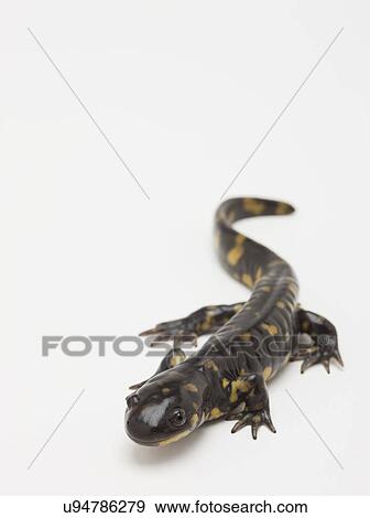 Stock Photo - USA, Illinois, Metamora, studio shot of salamander. Fotosearch