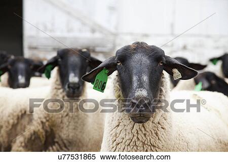 Stock Photography - USA, Illinois, Metamora, tagged sheep's in barn. Fotosearch