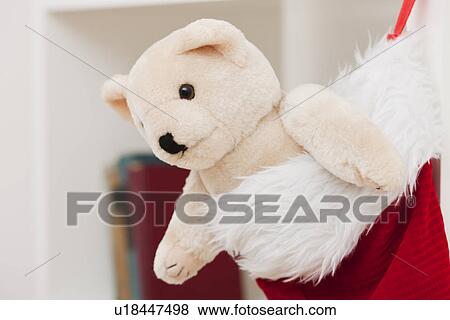 Stock Photo - USA, Illinois, Metamora, Teddy bear in Christmas stocking. Fotosearch