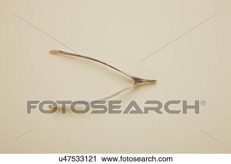 Stock Image - USA, Illinois, Metamora, Turkey wishbone. Fotosearch