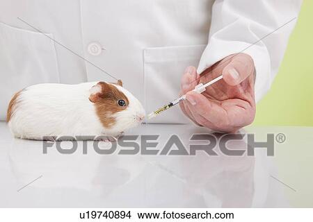 USA, Illinois, Metamora, Vet giving medicine to guinea pig View Large Photo Image Picture - USA, Illinois, Metamora, Vet giving medicine to guinea pig. Fotosearch