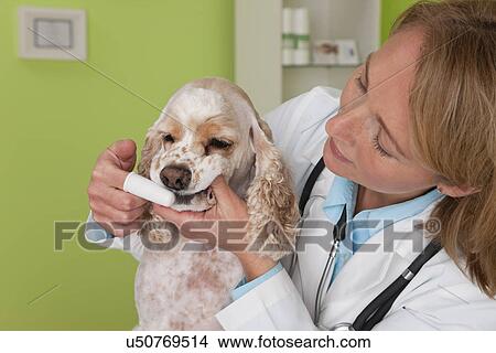 USA, Illinois, Metamora, Veterinarian brushing Cocker Spaniel dog's teeth View Large Photo Image Picture - USA, Illinois, Metamora, Veterinarian brushing Cocker Spaniel dog's teeth. Fotosearch