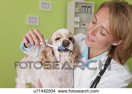 USA, Illinois, Metamora, Veterinarian brushing Cocker Spaniel dog's teeth View Large Photo Image Picture - USA, Illinois, Metamora, Veterinarian brushing Cocker Spaniel dog's teeth. Fotosearch