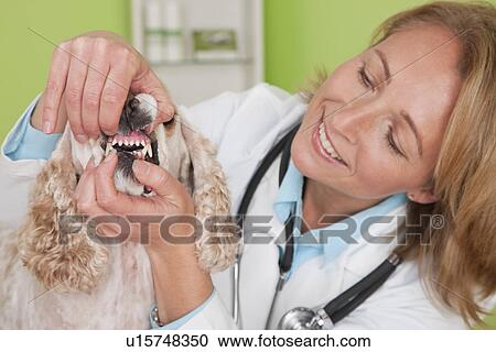 USA, Illinois, Metamora, Veterinarian checking Cocker Spaniel dog's teeth View Large Photo Image Stock Image - USA, Illinois, Metamora, Veterinarian checking Cocker Spaniel dog's teeth. Fotosearch