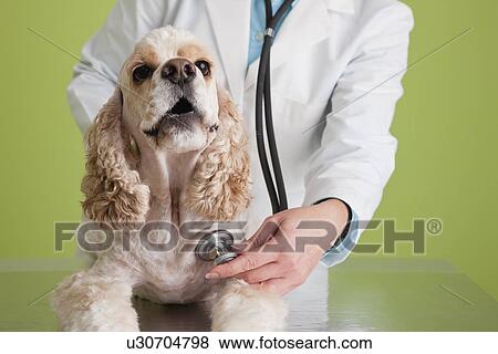 USA, Illinois, Metamora, Veterinarian checking Cocker Spaniel dog's heart View Large Photo Image Stock Photo - USA, Illinois, Metamora, Veterinarian checking Cocker Spaniel dog's heart. Fotosearch