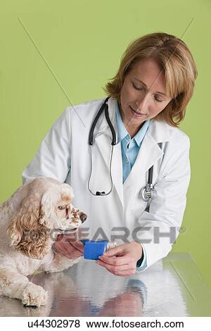 Stock Photo - USA, Illinois, Metamora, Veterinarian wrapping Cocker Spaniel dog's paw. Fotosearch