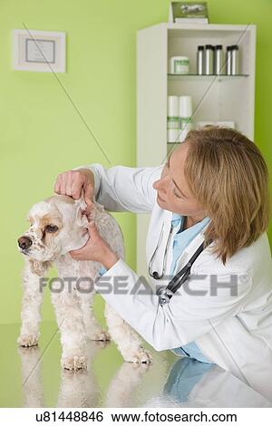 Stock Photograph - USA, Illinois, Metamora, Veterinarian checking Cocker Spaniel dog's ears. Fotosearch