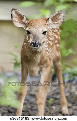 USA, Illinois, Metamora, Whitetail deer faun (Odocoileus virginianus) View Large Photo Image Stock Image - USA, Illinois, Metamora, Whitetail deer faun (Odocoileus virginianus). Fotosearch