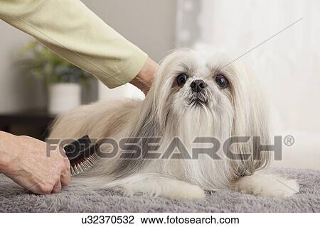 Stock Image - USA, Illinois, Metamora, Woman combing dog at home. Fotosearch