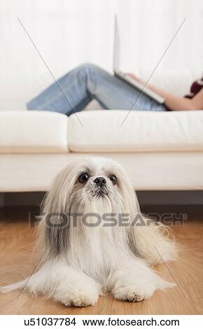 USA, Illinois, Metamora, Woman sitting on sofa and using laptop while dog sitting on floor View Large Photo Image Picture - USA, Illinois, Metamora, Woman sitting on sofa and using laptop while dog sitting on floor. Fotosearch
