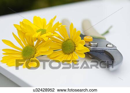 Stock Image - USA, Illinois, Metamora, Yellow flowers and pruning shears. Fotosearch