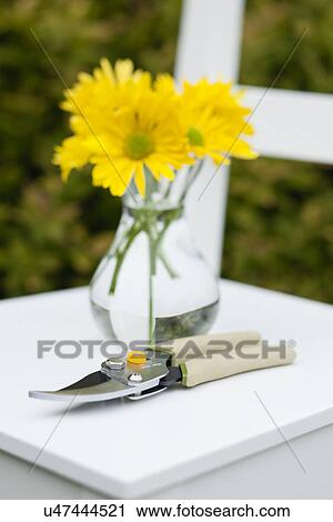 USA, Illinois, Metamora, Yellow flowers in vase and pruning shears View Large Photo Image Stock Image - USA, Illinois, Metamora, Yellow flowers in vase and pruning shears. Fotosearch