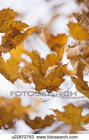 Stock Image - USA, Illinois, Metamora, yellow maple leaves falling. Fotosearch