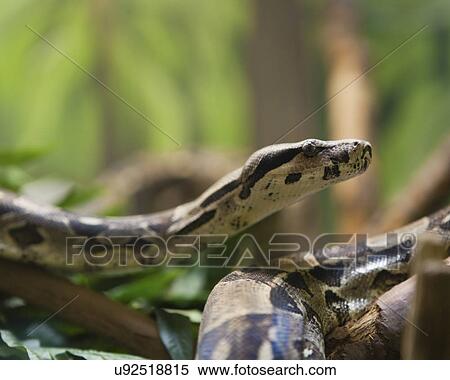 Stock Photography - USA, Illinois, Peoria, boa constrictor. Fotosearch