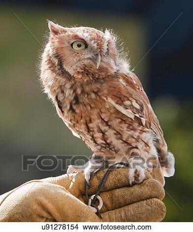 Picture - USA, Illinois, Peoria, Eastern screech owl. Fotosearch