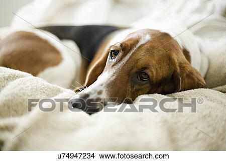 Picture - USA, Illinois, Washington, Bassett Hound lying on bed. Fotosearch