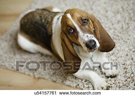USA, Illinois, Washington, Bassett Hound lying on carpet View Large Photo Image Stock Image - USA, Illinois, Washington, Bassett Hound lying on carpet. Fotosearch