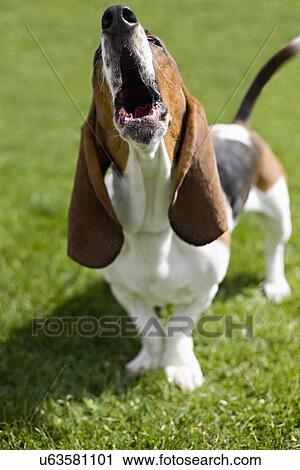 Stock Image - USA, Illinois, Washington, Bassett Hound on grass. Fotosearch