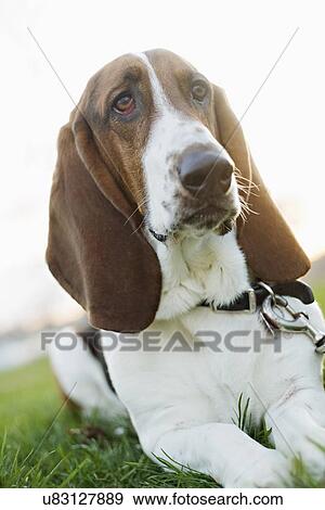 USA, Illinois, Washington, Bassett Hound lying on grass View Large Photo Image Stock Photo - USA, Illinois, Washington, Bassett Hound lying on grass. Fotosearch
