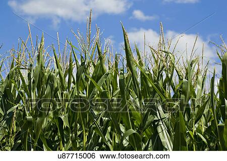 Stock Photograph - USA, Illinois, Washington, Cornfield. Fotosearch