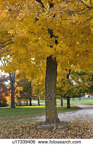 Stock Photograph - USA, Illinois, Washington, Maple tree in Autumn color in park. Fotosearch