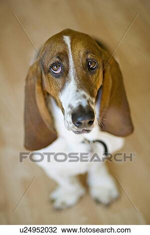 Stock Image - USA, Illinois, Washington, Portrait of Bassett Hound. Fotosearch