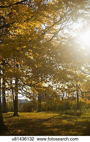 USA, Illinois, Washington, Trees in Autumn colors in park View Large Photo Image Stock Image - USA, Illinois, Washington, Trees in Autumn colors in park. Fotosearch