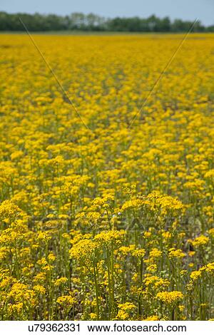 Stock Image - USA, Illinois, Yellow wildflowers. Fotosearch