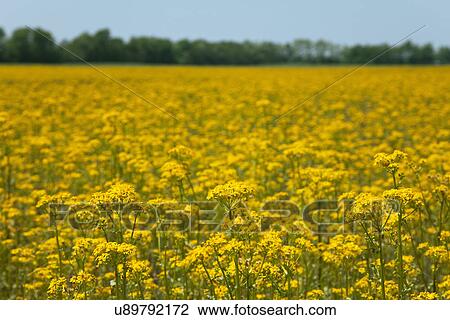 USA, Illinois, Yellow wildflowers View Large Photo Image Stock Image - USA, Illinois, Yellow wildflowers. Fotosearch