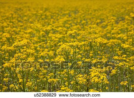 Stock Photo - USA, Illinois, Yellow wildflowers. Fotosearch
