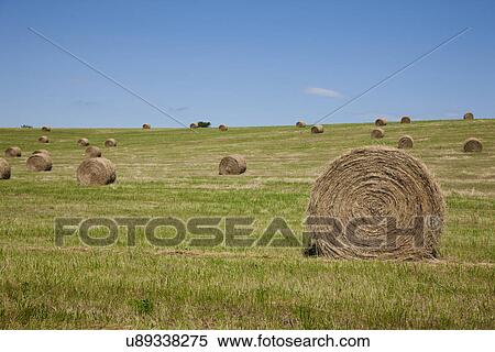 Stock Photography - USA, Missouri, Hay bales on field. Fotosearch