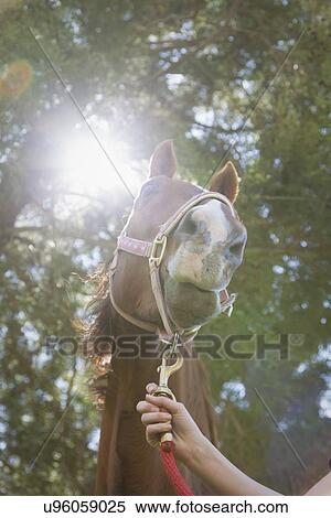 USA, New Jersey, Hardwick, Close-up of horse head against tree canopy View Large Photo Image Stock Photography - USA, New Jersey, Hardwick, Close-up of horse head against tree canopy. Fotosearch