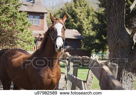 USA, New Jersey, Hardwick, Horse in corral View Large Photo Image Stock Photo - USA, New Jersey, Hardwick, Horse in corral. Fotosearch