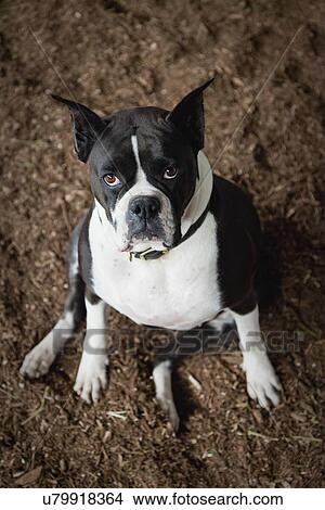 Picture - USA, New Jersey, Hardwick, Portrait of dog sitting on ground. Fotosearch