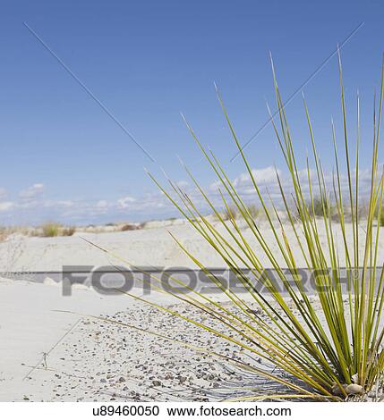 Stock Image - USA, New Mexico, Whitesands, Desert plant, road in background. Fotosearch
